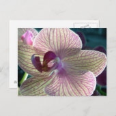 Del-Ray Orchid Postkarte (Vorne/Hinten)