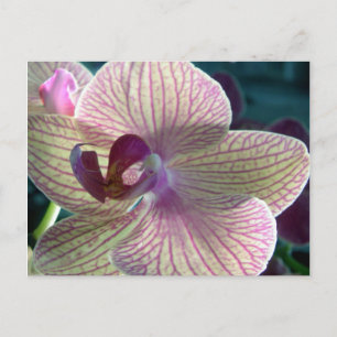 Del-Ray Orchid Postkarte