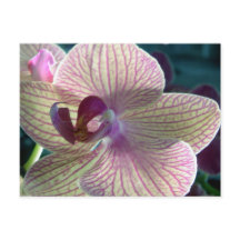 Del-Ray Orchid Postkarte