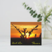 Del Rio Texas Brush Sunset Postcard Postkarte (Stehend Vorderseite)