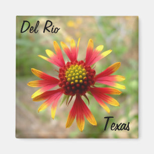 Del Rio Texas Magnet blanketflower Wildblume texa
