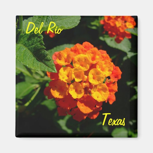 Del Rio Texas Magnet Lantana Blume (Vorne)