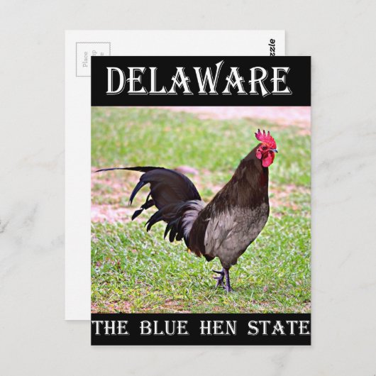 Delaware Blue Hen (Rooster) Postkarte (Vorne/Hinten)