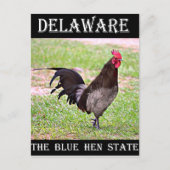 Delaware Blue Hen (Rooster) Postkarte (Vorderseite)