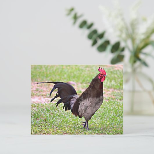 Delaware Blue Hen (Rooster) Postkarte (Stehend Vorderseite)