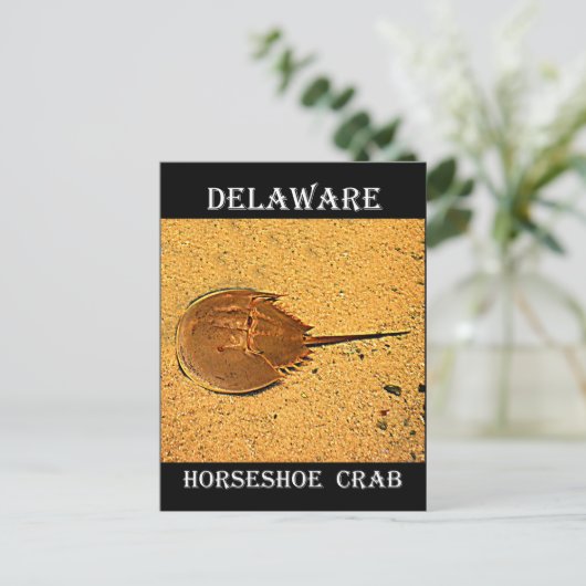 Delaware Horseshoe Crab Postkarte (Stehend Vorderseite)