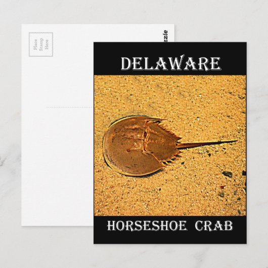 Delaware Horseshoe Crab Postkarte (Vorne/Hinten)