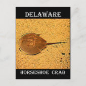 Delaware Horseshoe Crab Postkarte (Vorderseite)