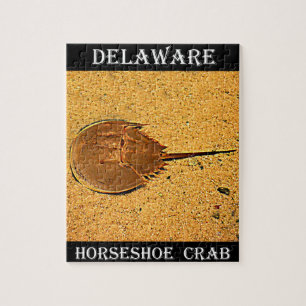 Delaware Horseshoe Crab Puzzle
