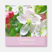 Delaware Peach Blossoms Erster Staat Magnet (Vorne)