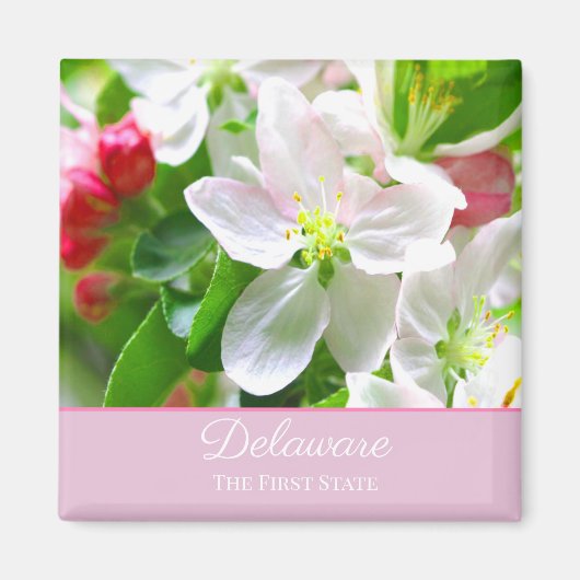 Delaware Peach Blossoms Erster Staat Magnet (Vorne)