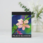 Delaware Peach Blossoms Postkarte (Stehend Vorderseite)