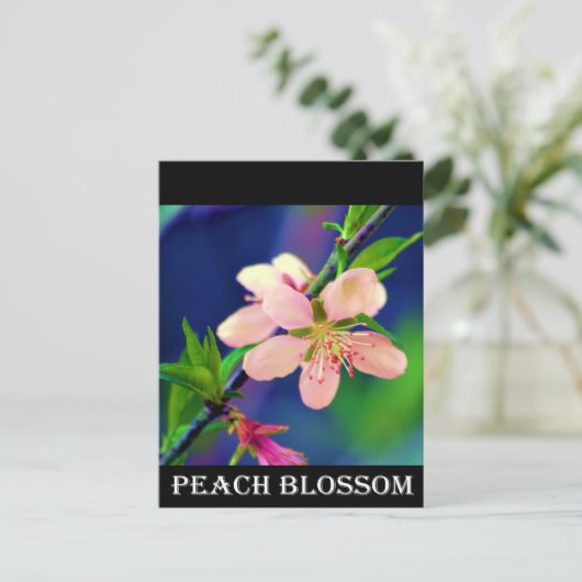 Delaware Peach Blossoms Postkarte (Stehend Vorderseite)