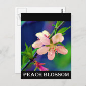Delaware Peach Blossoms Postkarte (Vorne/Hinten)