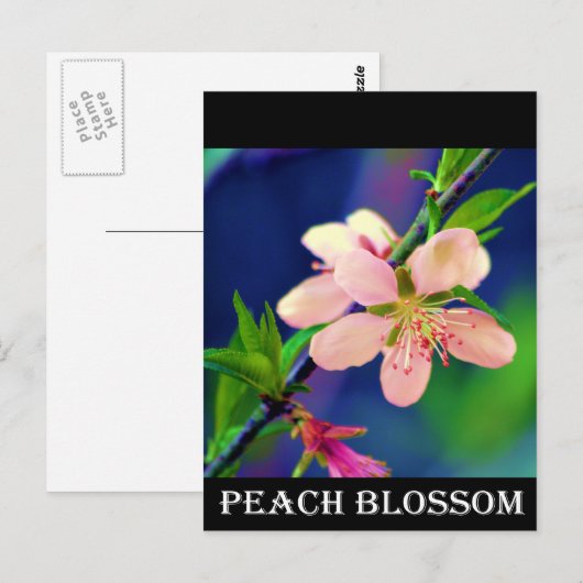 Delaware Peach Blossoms Postkarte (Vorne/Hinten)