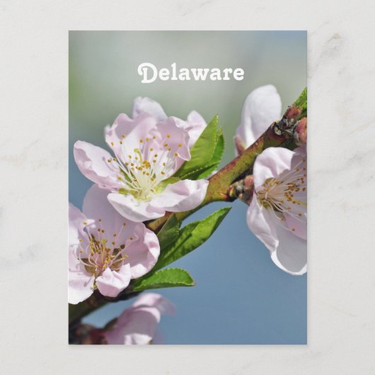 Delaware Postkarte (Vorderseite)