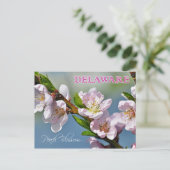 Delaware Staat Blume: Peach Blossom Postkarte (Stehend Vorderseite)