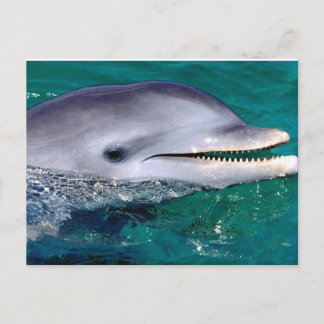 Delfijn Postkarte