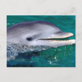 Delfijn Postkarte (Vorderseite)