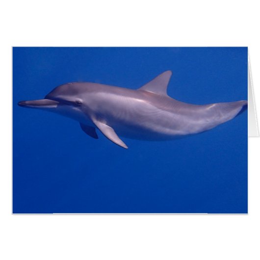 Delfin (Vorderseite (Horizontal))