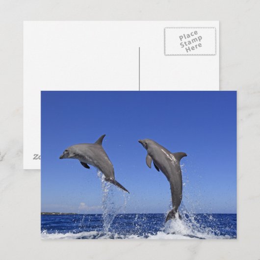 Delfin 2 postkarte (Vorne/Hinten)