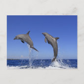 Delfin 2 postkarte (Vorderseite)
