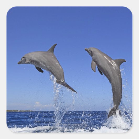 Delfin 2 quadratischer aufkleber (Vorderseite)