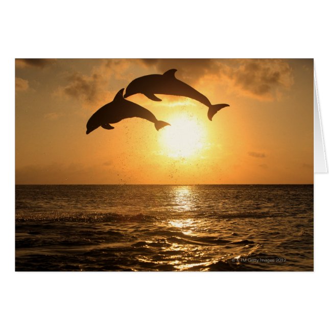 Delfin 3 (Vorderseite (Horizontal))