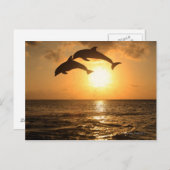 Delfin 3 postkarte (Vorne/Hinten)