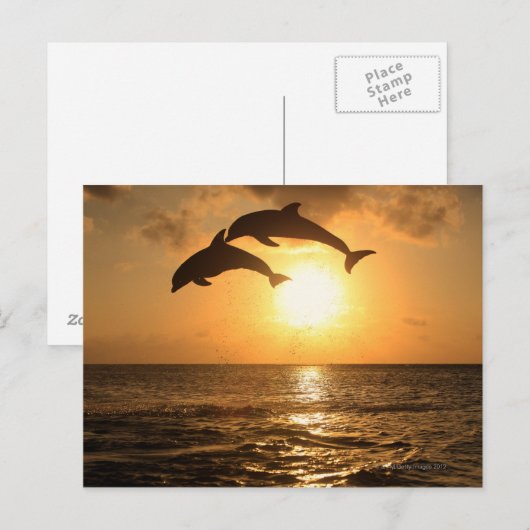Delfin 3 postkarte (Vorne/Hinten)