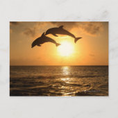 Delfin 3 postkarte (Vorderseite)