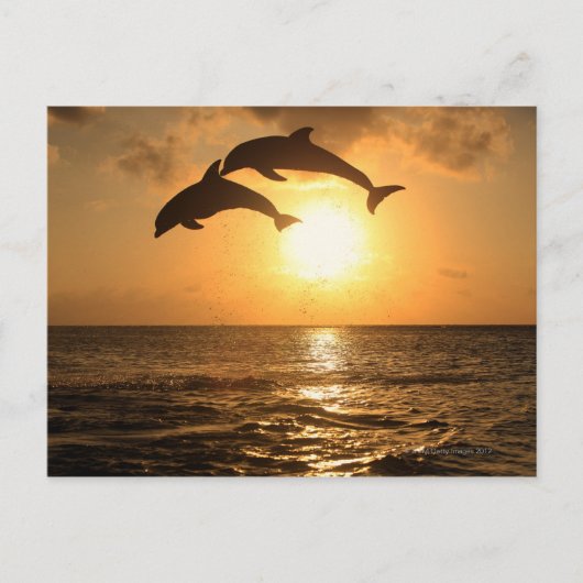 Delfin 3 postkarte (Vorderseite)