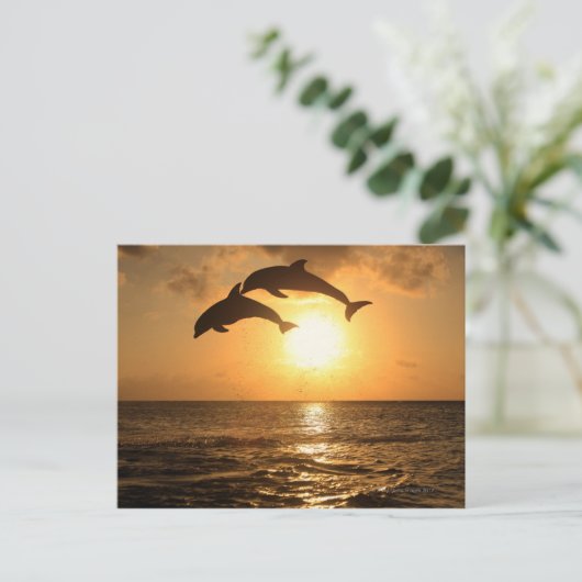 Delfin 3 postkarte (Stehend Vorderseite)