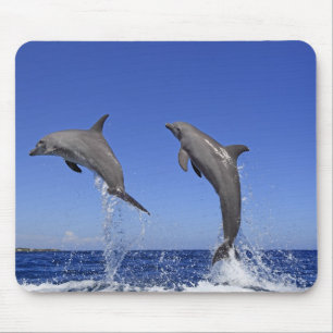 Delfin, Dauphin, groberes Tuemmler, Tursiops 3 Mousepad