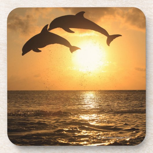 Delfin, Dauphin, groberes Tuemmler, Tursiops Getränkeuntersetzer (Vorderseite)