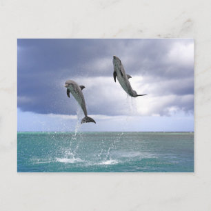 Delfin, Delphin, Grosser Tuemmler, Tursiops 2 Postkarte