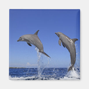 Delfin, Delphin, Grosser Tuemmler, Tursiops 3 Magnet