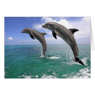 Delfin, Delphin, Grosser Tuemmler, Tursiops 4