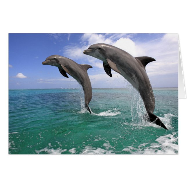 Delfin, Delphin, Grosser Tuemmler, Tursiops 4 (Vorderseite (Horizontal))