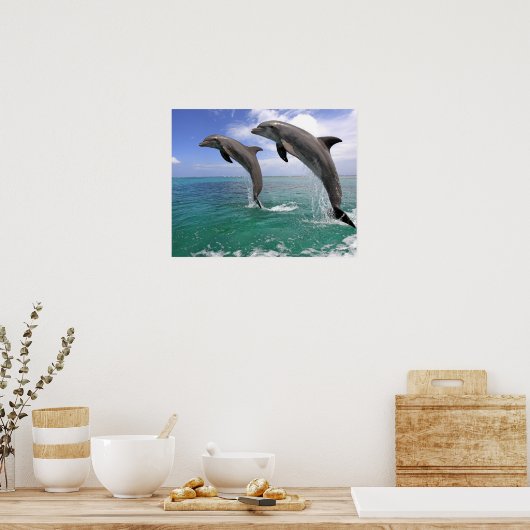 Delfin,Delphin,Grosser Tuemmler,Tursiops 4 Poster (Küche)