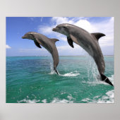Delfin,Delphin,Grosser Tuemmler,Tursiops 4 Poster (Vorne)
