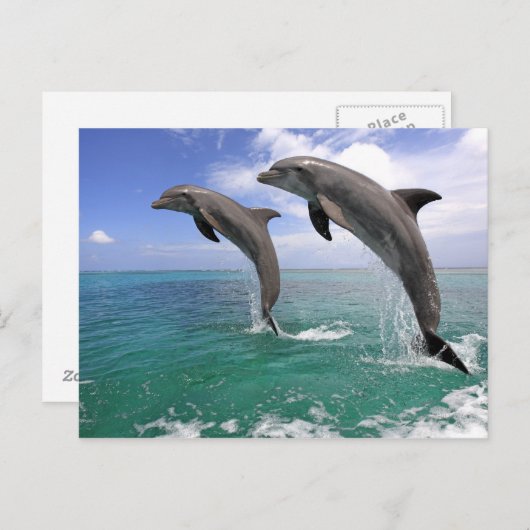 Delfin, Delphin, Grosser Tuemmler, Tursiops 4 Postkarte (Vorne/Hinten)