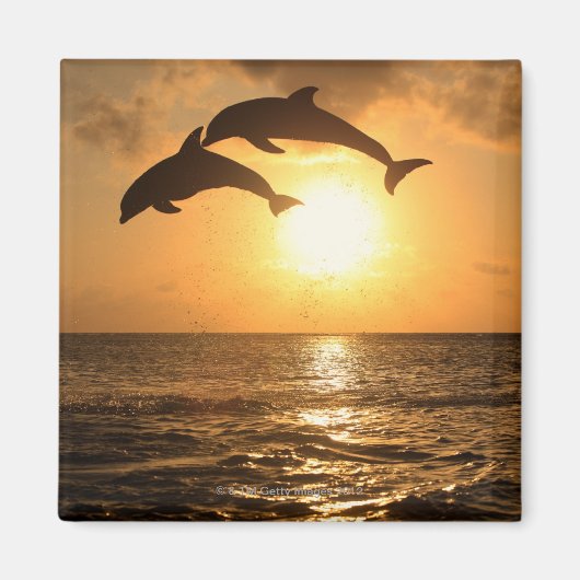 Delfin, Delphin, Großer Tuemmler, Tursiops Magnet (Vorne)