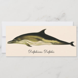 Delfin Delphinus Delphis, Vintage Meereslebewesen