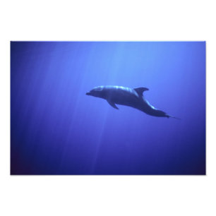 Delfin Fotodruck