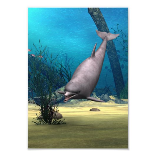 Delfin Fotodruck (Vorne)