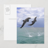 Delfin (Großer Tuemmler) Postkarte (Vorne/Hinten)