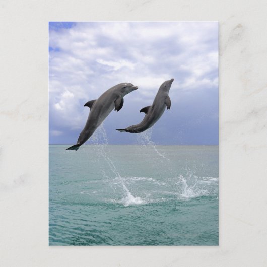 Delfin (Großer Tuemmler) Postkarte (Vorderseite)