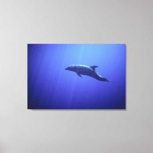 Delfin Leinwanddruck (Vorderseite)