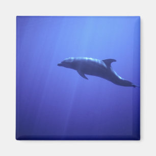 Delfin Magnet
